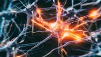 3d rendered image of Neuron cell network